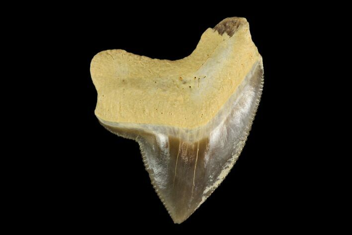 Fossil Shark (Squalicorax) Tooth - Kansas #115678